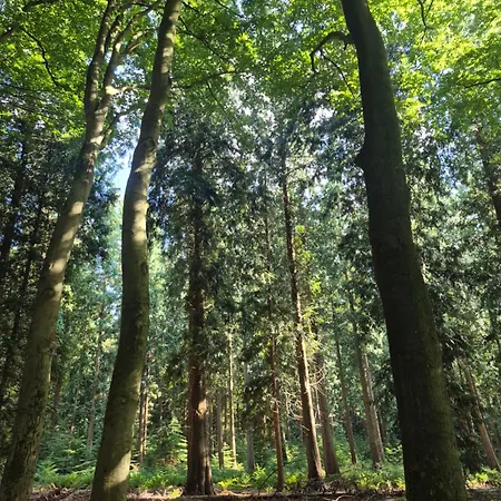 Chalet Op De Veluwe *