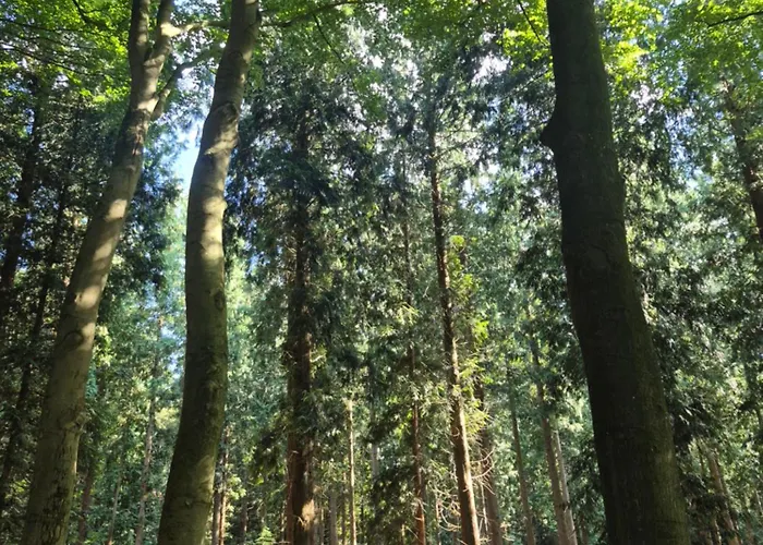 Chalet Op De Veluwe *